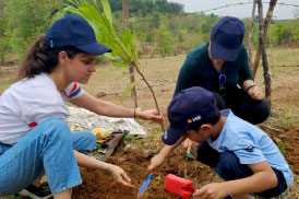 Tree Plantation